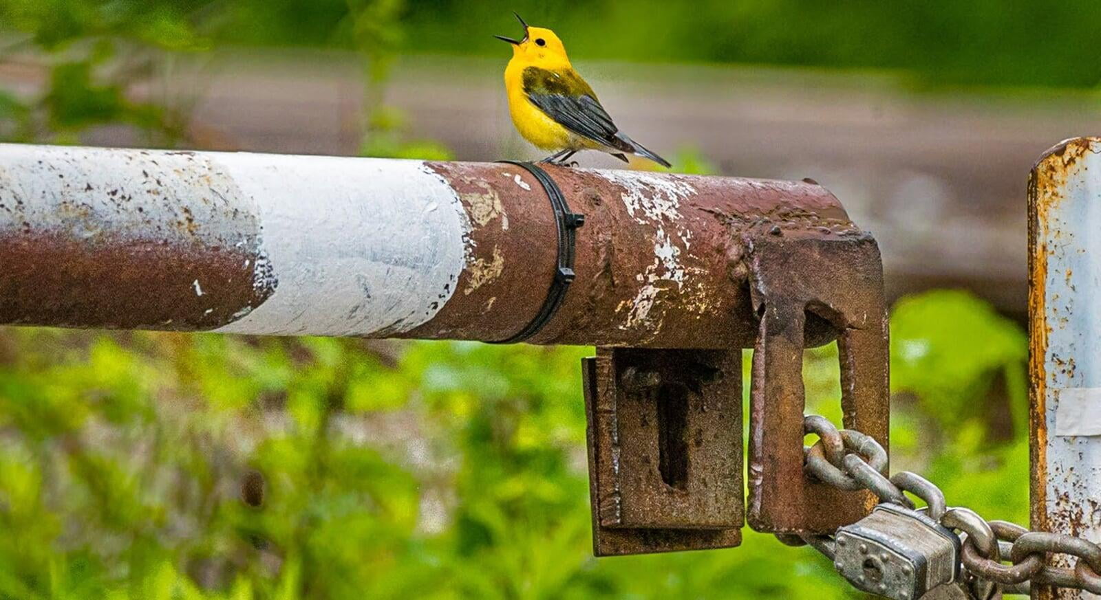 Protonotary Warbler singing while perched on a long iron gate