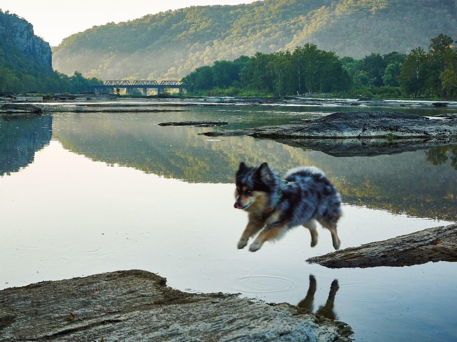 Tinny the Pomeranian jumping stones in the Potomac River at sunrise